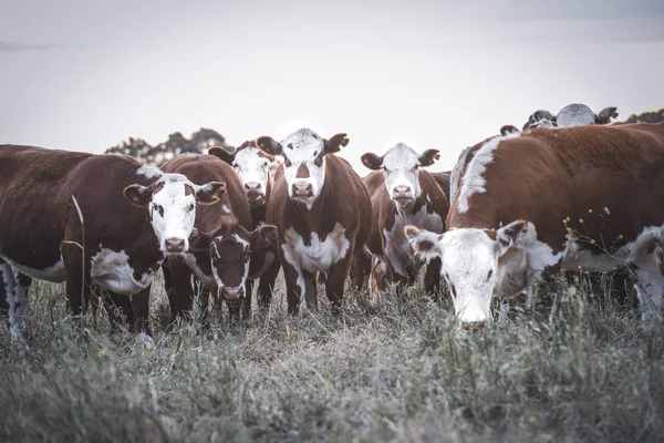 Vacas Criadas Com Grama Natural Produção Carne Argentina — Fotografia de Stock