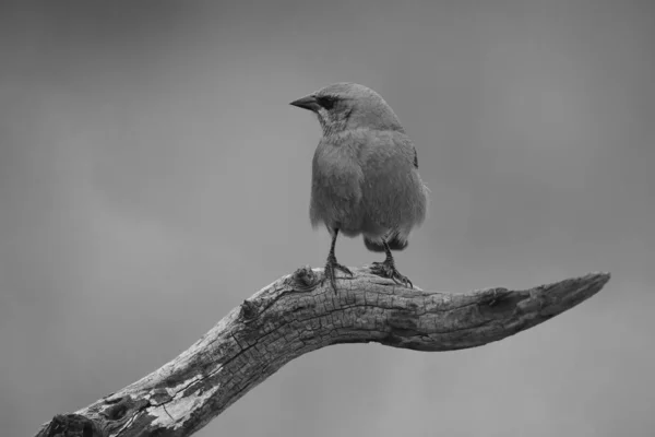 Bay Winged Cowbird Perched Tree Patagonia Argentina — Stock Photo, Image