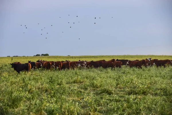 Doğal otlarla yetiştirilen inekler, Arjantin et üretimi