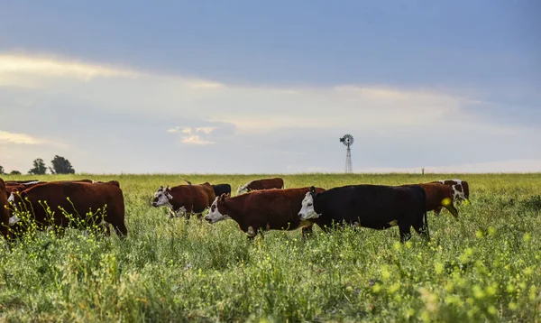 Корови Зібрані Природною Травою Аргентинське Ясо Виробництва — стокове фото