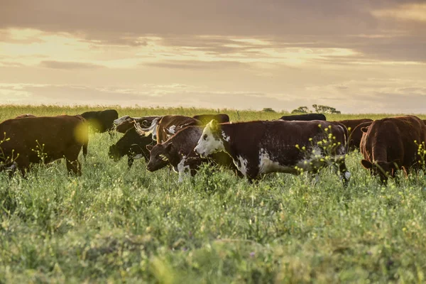 Корови Зібрані Природною Травою Аргентинське Ясо Виробництва — стокове фото