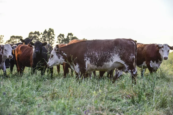 Krávy Přírodní Trávou Argentinská Výroba — Stock fotografie