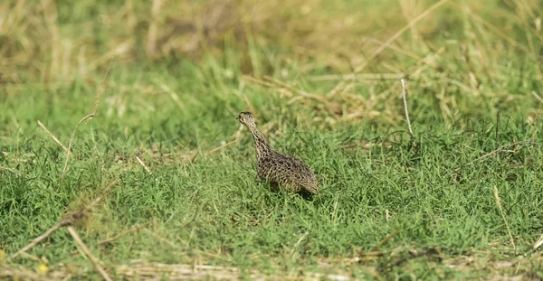 Tinamu Füves Környezetben Pampas Argentína — Stock Fotó