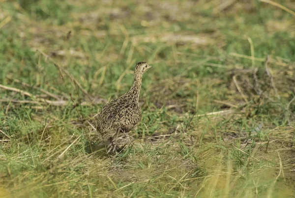 Tinamou Grünlandumgebung Pampa Argentinien — Stockfoto