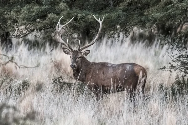 パルケ ルーロに赤い鹿 自然保護区 ラパンパ アルゼンチン — ストック写真