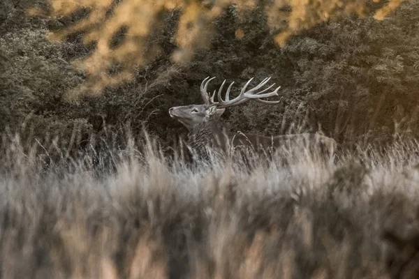 Red Deer Parque Luro Nature Reserve Pampa Argentina — Stock Photo, Image