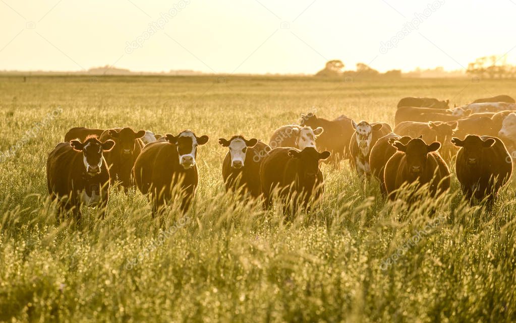 Cows raised with natural grass, Argentine meat production