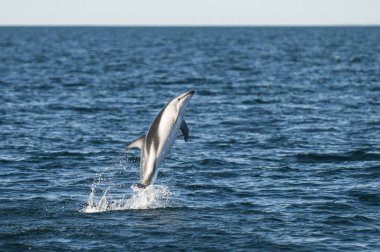 Dusky Dolphin jumping, Peninsula Valdes, Patagonya, Arjantin