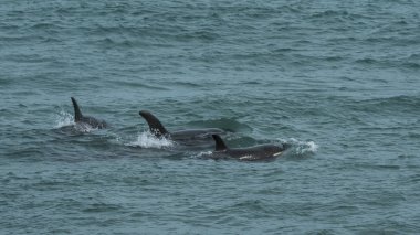Patagonya sahilinde devriye gezen Katil Balinalar