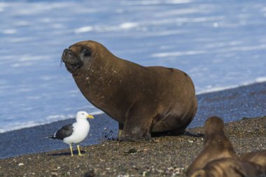 Üreme kolonisinde deniz aslanı, Patagonya, Arjantin