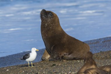 Üreme kolonisinde deniz aslanı, Patagonya, Arjantin