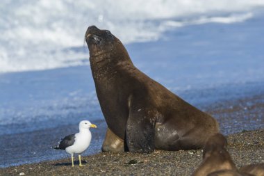 Üreme kolonisinde deniz aslanı, Patagonya, Arjantin