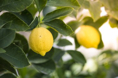 ağaç üzerinde limon yakın görünümü