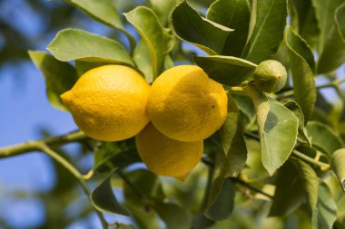 ağaç üzerinde limon yakın görünümü
