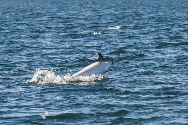 Dusky Dolphin Jumping Félsziget Valdes Patagonia Argentína — Stock Fotó