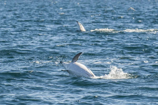 Dusky Dolphin Jumping Halvön Valdes Patagonia Argentina — Stockfoto