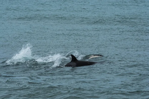 Orca Family Baby Punta Norte Nature Reserve Patagonia — Stock Photo, Image