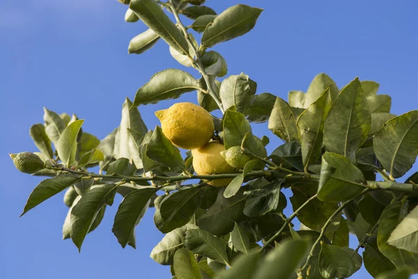 Close View Dari Lemon Pohon — Stok Foto