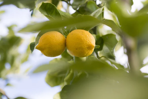 Close View Dari Lemon Pohon — Stok Foto