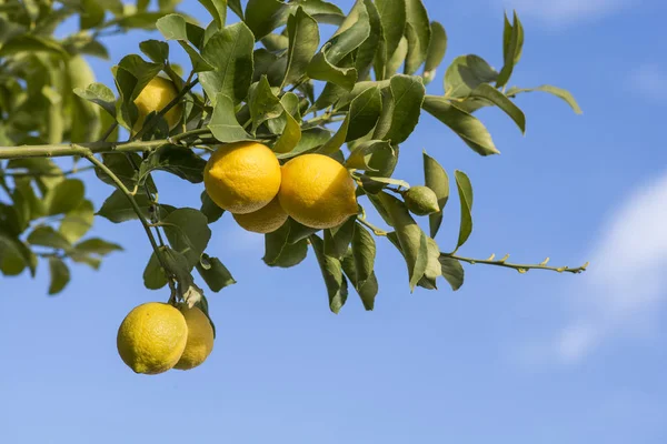 Närbild Citroner Träd — Stockfoto