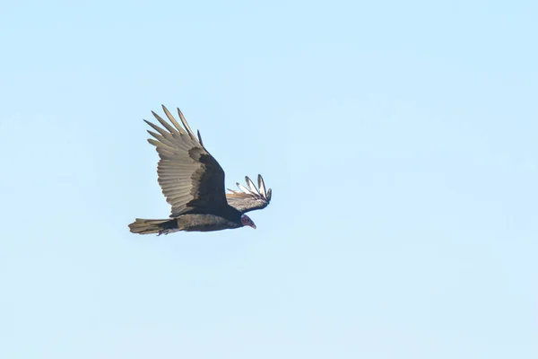土耳其秃鹰在飞行中 巴塔哥尼亚 阿根廷 — 图库照片