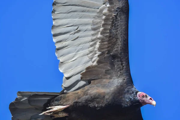 Buitre Turquía Vuelo Patagonia Argentina — Foto de Stock