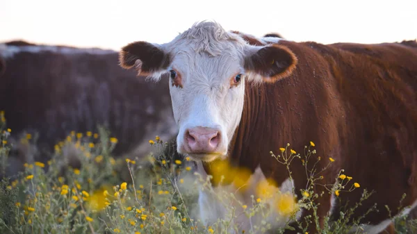 Vaca Leiteira Grama Natural — Fotografia de Stock