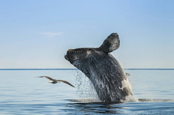 Baleine Noire Sud Sautant Puerto Madryn Patagonie — Photo