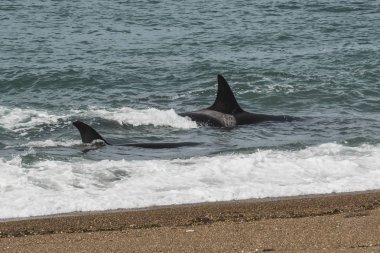 Patagonya sahilinde devriye gezen Orkalar, Puerto Madryn, Patagonya