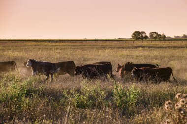 Steers ve düveler doğal çim ile kaldırdı