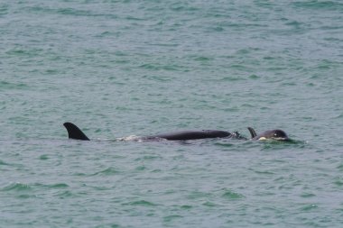 Patagonya Orcas avcılık, Arjantin