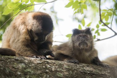 Kahverengi çizgili tufted capuchin maymunlar, Amazon orman, Brezilya
