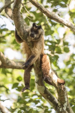 Kahverengi çizgili tufted capuchin maymun, Amazon orman, Brezilya