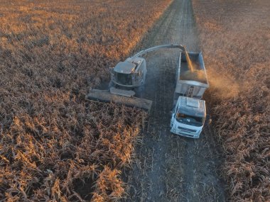 Arjantin kırsalında hasat, Pampas, Arjantin