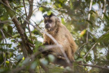 Kahverengi çizgili tufted capuchin maymun, Pantanal, Brezilya