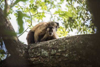 Kahverengi çizgili tufted kapuçin maymunlar, Pantanal, Brezilya