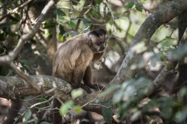 Kahverengi çizgili tufted capuchin maymun, Pantanal, Brezilya