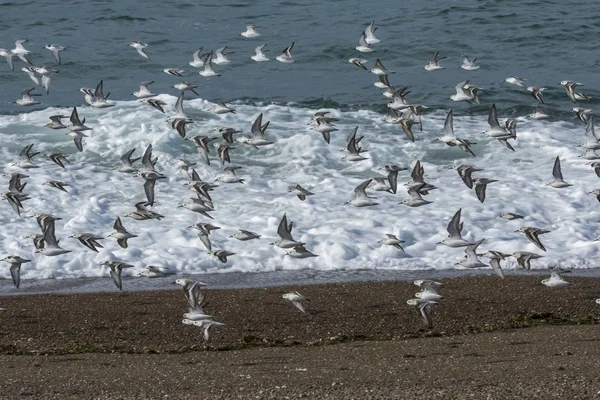 Herde Flug Halbinsel Valdes Patagonien — Stockfoto