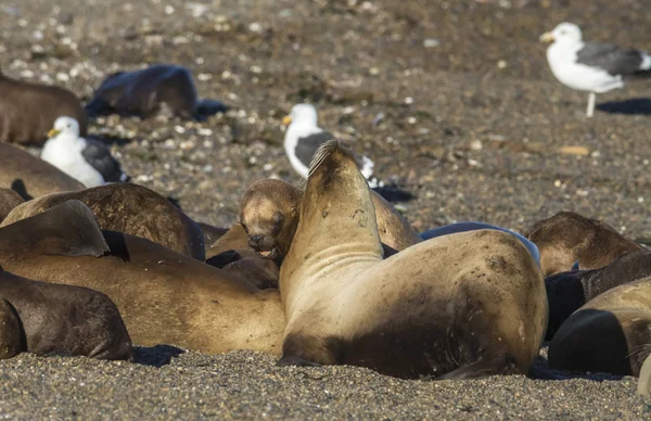Lobos Marinos Descansando Playa Peninsula Valdes Patago — Foto de Stock