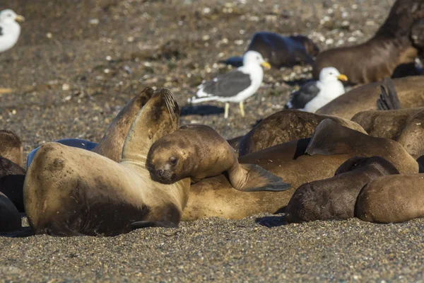 Lobos Marinos Descansando Playa Peninsula Valdes Patago — Foto de Stock