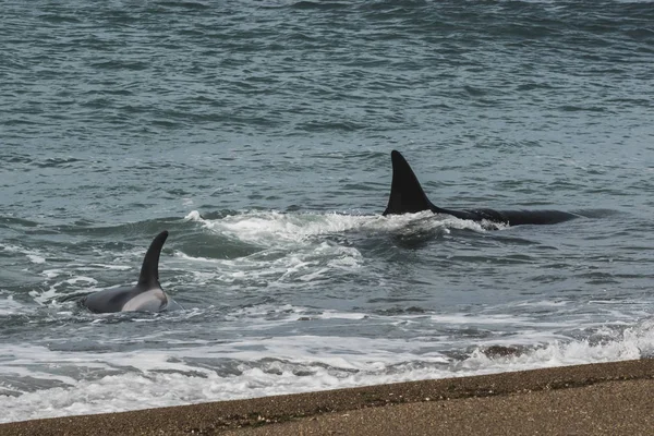 Orcas Patrullando Costa Patagónica Puerto Madryn Patagonia —  Fotos de Stock