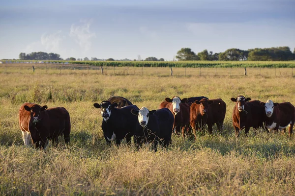 Steers Heifers Raised Natural Grass — Stock Photo, Image