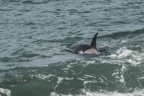 Orca Patrolling Patagonian Coast Puerto Madryn Patagonia — Stock Photo, Image