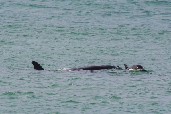 Patagonya Orcas Avcılık Arjantin — Stok fotoğraf