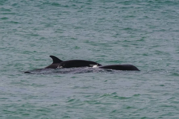 Patagonya Orcas Avcılık Arjantin — Stok fotoğraf