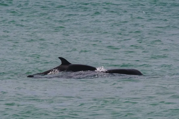 Patagonya Orcas Avcılık Arjantin — Stok fotoğraf