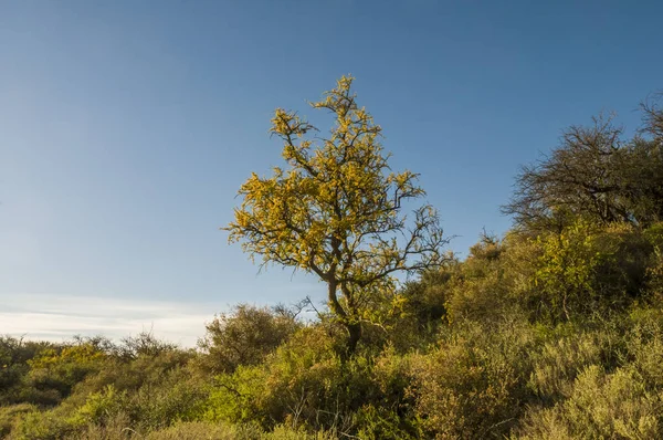 Calden forest, bloomed in spring, La Pampa, Argentina