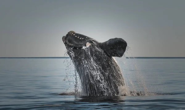 Salto Baleia Franca Sul Puerto Madryn Patagônia — Fotografia de Stock