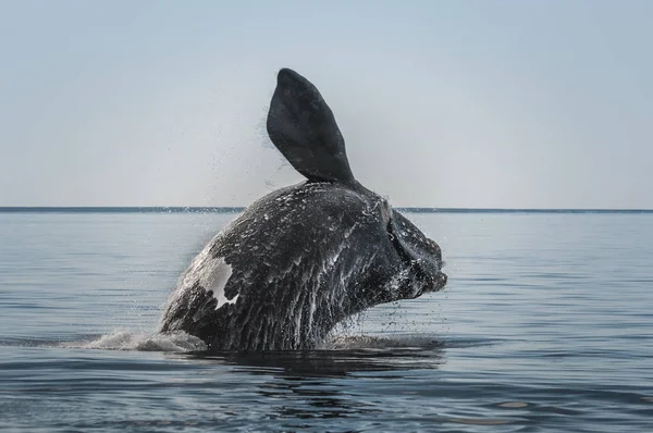 Salto Baleia Franca Sul Puerto Madryn Patagônia — Fotografia de Stock