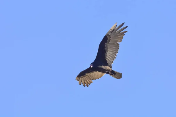 Turkey Vulture Flight Patagonia Argentina — Stock Photo, Image